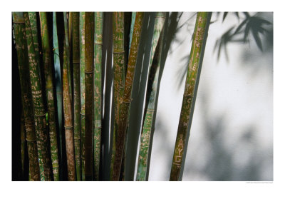 Bamboo Plants At Chinese Friendship Gardens, Darling Harbour Sydney, New South Wales, Australia by Glenn Beanland Pricing Limited Edition Print image