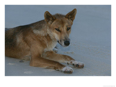 A Dingo Rests On A Sandy Spot Of Beach by Nicole Duplaix Pricing Limited Edition Print image