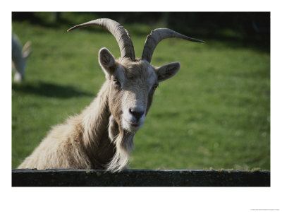 Goat On Farm Looking Over A Fence by Todd Gipstein Pricing Limited Edition Print image