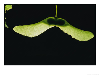 Norway Maple Seeds Backlit To Show Structure Inside by Brian Gordon Green Pricing Limited Edition Print image