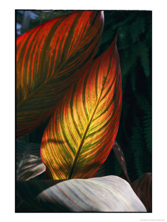 The Natural Striped Patterns Of A Tropicanna Plant by Stephen St. John Pricing Limited Edition Print image