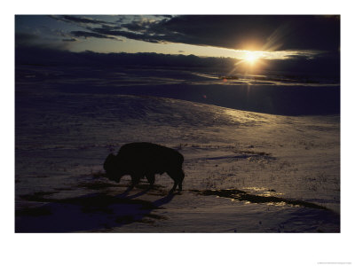 Bison In The Snow by Sam Abell Pricing Limited Edition Print image