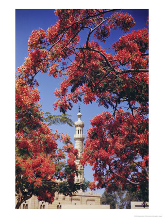 Minaret Of A West-Bank Mosque Framed In Poincianas by Maynard Owen Williams Pricing Limited Edition Print image