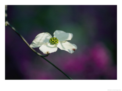 A Single Dogwood Blossom Open To The Sunlight by Stephen St. John Pricing Limited Edition Print image