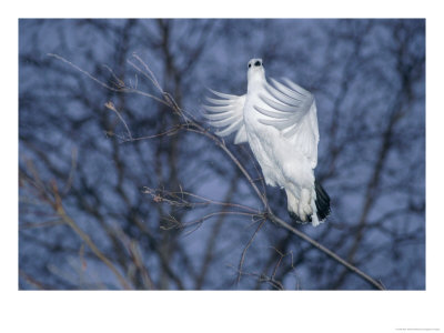 A Ptarmigan Flies In For A Landing by Paul Nicklen Pricing Limited Edition Print image