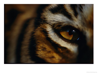 Close View Of Tigers Eye by Michael Nichols Pricing Limited Edition Print image