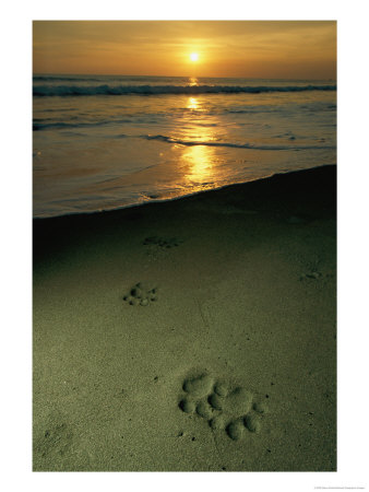 Jaguar Paw Prints In The Sand by Steve Winter Pricing Limited Edition Print image