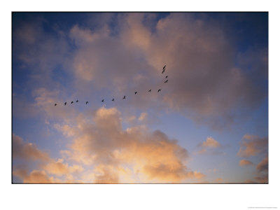 Cormorants In Formation by Marc Moritsch Pricing Limited Edition Print image