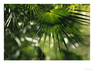 Sunlight Shines On A Palm Frond by Klaus Nigge Pricing Limited Edition Print image