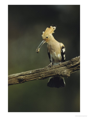 Hoopoe With An Insect In Its Bill Perched On A Tree Limb by Klaus Nigge Pricing Limited Edition Print image