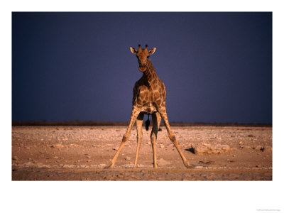 Giraffe Getting Ready To Drink, Etosha National Park, Namibia by Carol Polich Pricing Limited Edition Print image