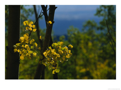 Sunlight Shines On Golden Aspen Tree Leaves by Raul Touzon Pricing Limited Edition Print image