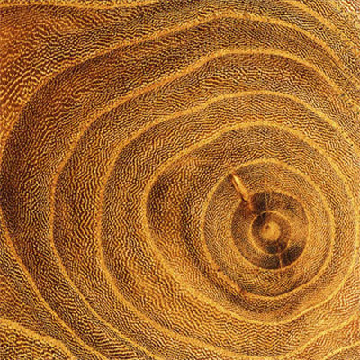 Arboreal Rings Ii by Laurent Pinsard Pricing Limited Edition Print image