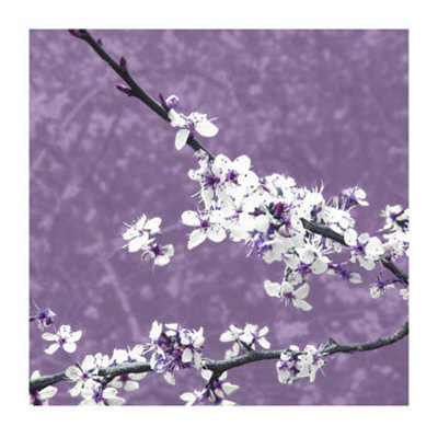 Blossom In Lilac by Gail Mckenzie Pricing Limited Edition Print image