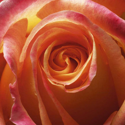 Orange Rose by Laurent Pinsard Pricing Limited Edition Print image