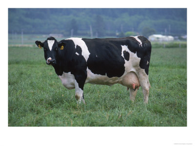 Holstein Cow In Pasture, Ca by Inga Spence Pricing Limited Edition Print image