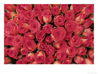 Roses by Joe Mozdzen Pricing Limited Edition Print image