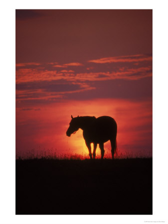 Silhouette Of Horse At Sunset, Lexington, Ky by Brian Maslyar Pricing Limited Edition Print image
