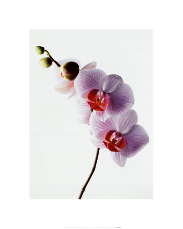Orchid by Kevin Summers Pricing Limited Edition Print image