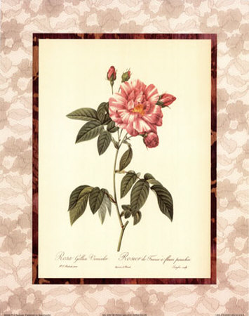 Rosa Gallica Versicolor by Pierre-Joseph Redoute Pricing Limited Edition Print image