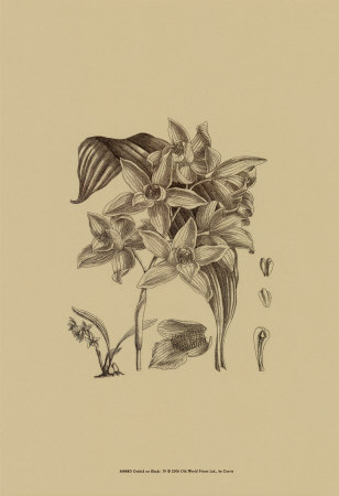 Black And White Curtis Orchid Iv by Samuel Curtis Pricing Limited Edition Print image