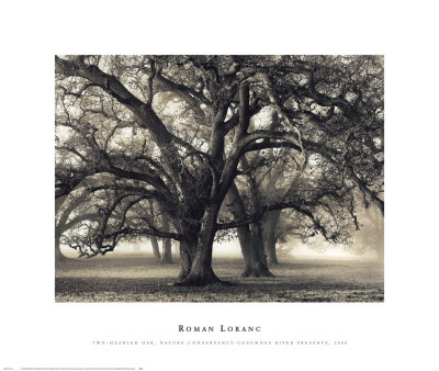 Two-Hearted Oak, Nature Conservancy, Consumnes River Preserve, 2000 by Roman Loranc Pricing Limited Edition Print image