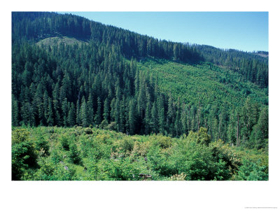 Clearcuts In Spruce-Fir Forest, Siskiyou National Forest, Siskiyou Mountains, Oregon, Usa by Jerry & Marcy Monkman Pricing Limited Edition Print image
