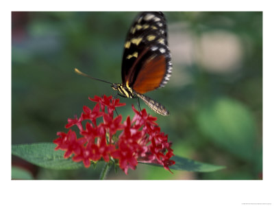 Coolie Butterfly, Butterfly World, Ft Lauderdale, Florida, Usa by Michele Westmorland Pricing Limited Edition Print image