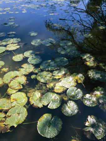 Lily Pads In A Pond In Whitnall Park by Paul Damien Pricing Limited Edition Print image