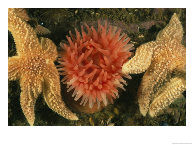Sea Stars And A Sea Anemone Color The Bottom Of The Gulf Of Maine by Heather Perry Pricing Limited Edition Print image