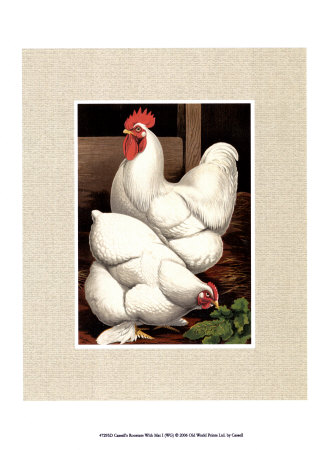 Roosters With Mat I by Cassell's Poultry Book Pricing Limited Edition Print image