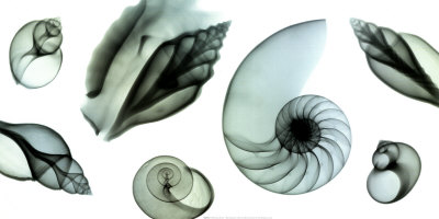 Shell Collection by Steven N. Meyers Pricing Limited Edition Print image