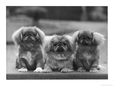 Three Pekingese Puppies One Lying The Other Two Sitting by Thomas Fall Pricing Limited Edition Print image