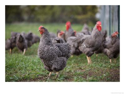 A Barred Plymouth Rock Chicken Free Ranging At A Farm In Kansas by Joel Sartore Pricing Limited Edition Print image