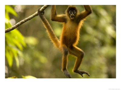 Spider Monkey (Ateles Geoffroyi) Hangs In Tree With Mouth Wide Open by Roy Toft Pricing Limited Edition Print image