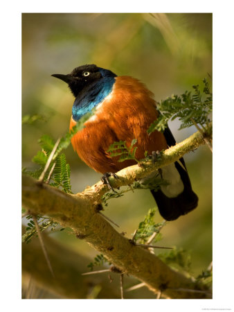 A Superb Starling Perched On An Acacia Tree Branch (Lamprotornis Superbus) by Roy Toft Pricing Limited Edition Print image