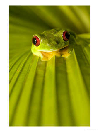 A Red-Eyed Tree Frog Sitting On A Palm Frond (Agalychnis Callidryas) by Roy Toft Pricing Limited Edition Print image