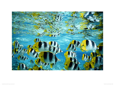 Shoal Of Butterfly Fish by Art Wolfe Pricing Limited Edition Print image