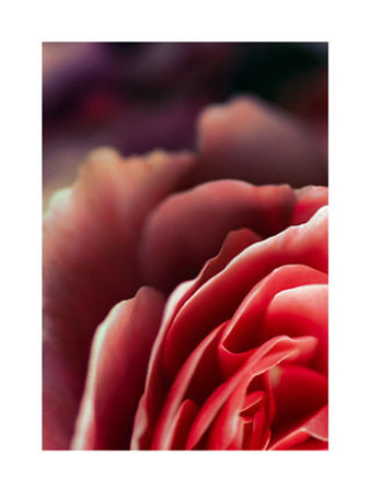 Rose Ii by Marc Ayrault Pricing Limited Edition Print image