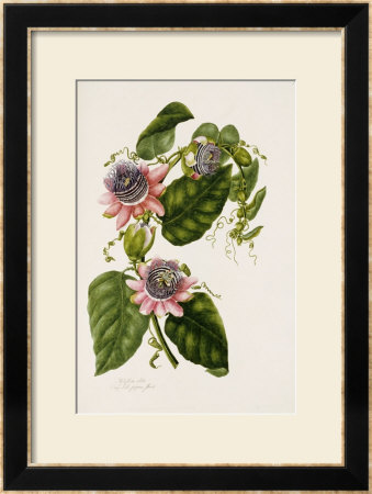 Passion Flowers, Circa 1796-1799 by Mary Lawrence Pricing Limited Edition Print image