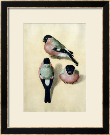 Three Studies Of A Bullfinch by Albrecht Durer Pricing Limited Edition Print image