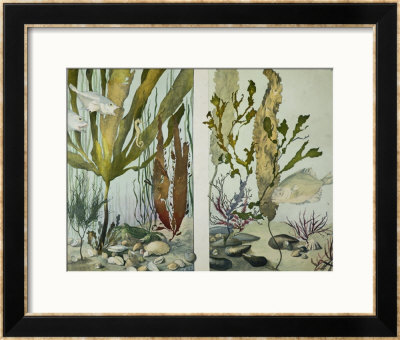 Seaweed, Fishes, Sea Horse, Crab And Shellfish, Illustrated Plates From La Vie Sous Marine by Emile Belet Pricing Limited Edition Print image
