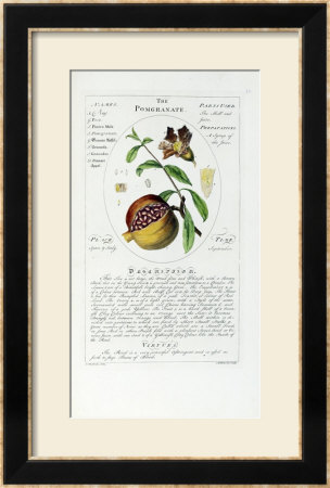 Herbal Or Medicinal Plants On The List Of The College Of Physicians by Timothy Sheldrake Pricing Limited Edition Print image