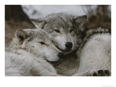 Napping Gray Wolves by Jim And Jamie Dutcher Pricing Limited Edition Print image