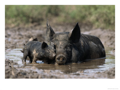Pig And Piglet In Mud Puddle by Lynn M. Stone Pricing Limited Edition Print image