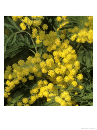 Silver Wattle In Flower by Michele Lamontagne Pricing Limited Edition Print image