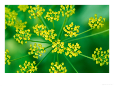 Foeniculum Vulgare (Fennel), Close-Up Flower Head by Lynn Keddie Pricing Limited Edition Print image