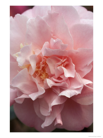 Camellia (Annie Wylam), Shrub, Close-Up Of Pale Pink Flower by Mark Bolton Pricing Limited Edition Print image