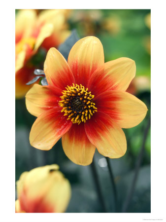 Dahlia (Moonfire) by Mark Bolton Pricing Limited Edition Print image