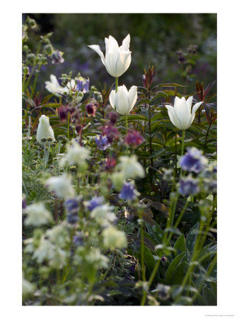 Tulipa (White Triumphator) by Mark Bolton Pricing Limited Edition Print image